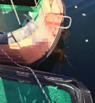 引航船 待售
