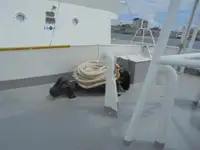 巡逻艇 待售