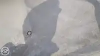 集装箱船 待售