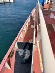 拖船 待售