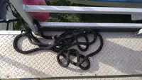 集装箱船 待售
