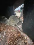 拖船 待售